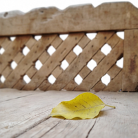 The Bench